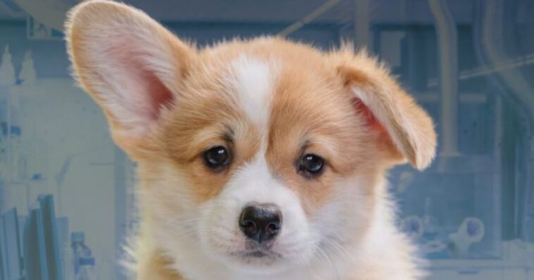 rep.-nancy-mace-moves-to-ban-lab-puppy-mills-after-white-coat-waste-tracks-1,500-dogs-sent-into-taxpayer-funded-experiments
