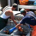 maine-lobsterman-catches-ultra-rare-cotton-candy-lobster-with-crazy-odds:-‘it-just-glowed’