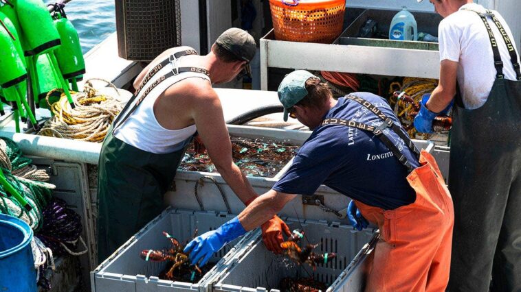 maine-lobsterman-catches-ultra-rare-cotton-candy-lobster-with-crazy-odds:-‘it-just-glowed’