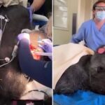 gorilla-poised-to-become-next-leader-of-the-pack-undergoes-medical-check-up-—-drawing-crowd-of-onlookers