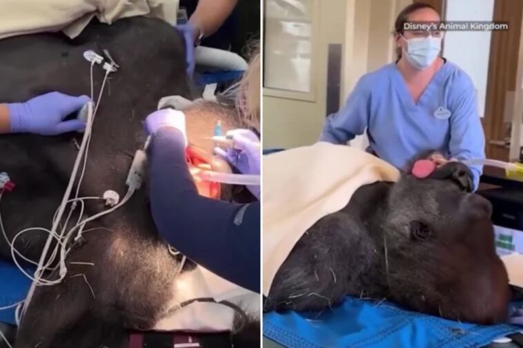 gorilla-poised-to-become-next-leader-of-the-pack-undergoes-medical-check-up-—-drawing-crowd-of-onlookers