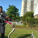watch:-new-jersey-police-remove-ball-python-hiding-in-woman’s-car-grille
