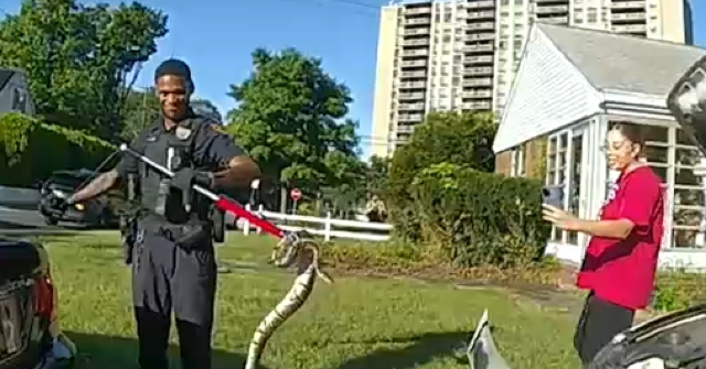 watch:-new-jersey-police-remove-ball-python-hiding-in-woman’s-car-grille