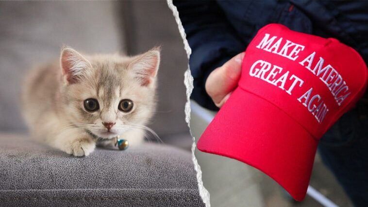 nyc-kitten-rescue-defends-‘no-f—ing-maga’-adoption-policy-as-peta-calls-for-it-to-be-abolished