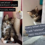 nyc-kitten-rescue-defends-‘no-f–king-maga’-adoption-policy-as-peta-calls-for-it-to-be-abolished
