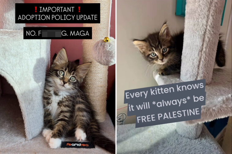 nyc-kitten-rescue-defends-‘no-f–king-maga’-adoption-policy-as-peta-calls-for-it-to-be-abolished