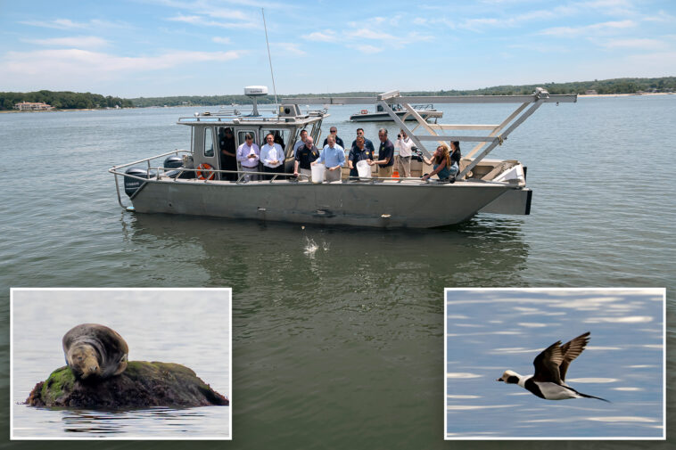 long-island-sound-shows-signs-of-a-comeback-as-water-quality-continues-to-improve