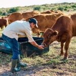 america’s-beef-supply-shrinks-as-cattle-farmer-warns-‘the-numbers-are-just-not-here-anymore’