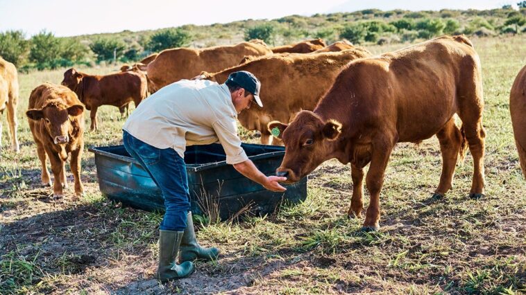 america’s-beef-supply-shrinks-as-cattle-farmer-warns-‘the-numbers-are-just-not-here-anymore’