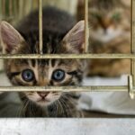 even-peta-thinks-an-anti-maga-kitten-rescue-is-too-radical