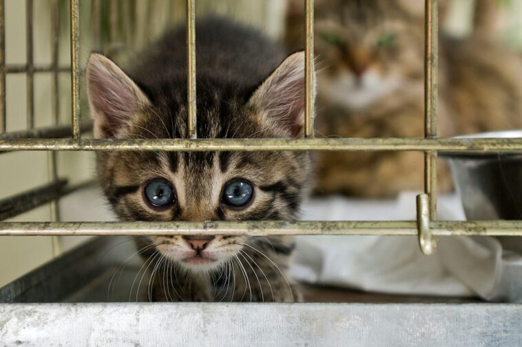 even-peta-thinks-an-anti-maga-kitten-rescue-is-too-radical