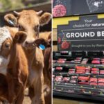 us-beef-supply-plummets-as-cattle-farmer-warns-‘the-numbers-are-just-not-here-anymore’