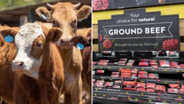 us-beef-supply-plummets-as-cattle-farmer-warns-‘the-numbers-are-just-not-here-anymore’