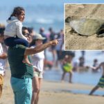 beach-battle-erupts-as-classic-california-event-faces-closure-over-green-backlash