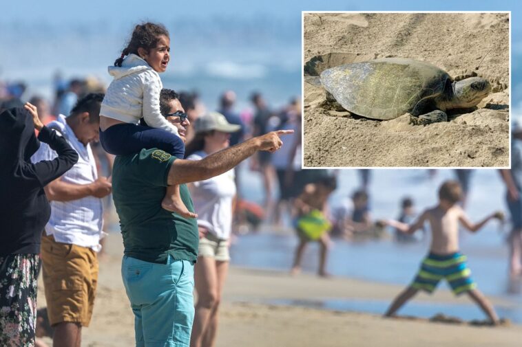 beach-battle-erupts-as-classic-california-event-faces-closure-over-green-backlash