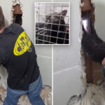 long-island-‘catman’-to-the-rescue,-as-man-pulls-pet-to-safety-after-5-days-trapped-upside-down