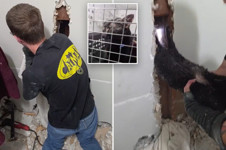 long-island-‘catman’-to-the-rescue,-as-man-pulls-pet-to-safety-after-5-days-trapped-upside-down