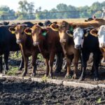 cut-the-bull:-the-real-reason-beef-costs-so-much-—-and-what-trump-is-trying-to-do