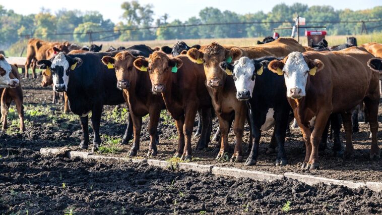 cut-the-bull:-the-real-reason-beef-costs-so-much-—-and-what-trump-is-trying-to-do