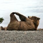 bright-side:-a-convicted-fraudster,-a-fat-bear,-and-a-very-happy-accident