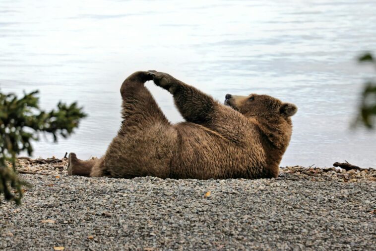 bright-side:-a-convicted-fraudster,-a-fat-bear,-and-a-very-happy-accident