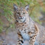arizona-man-shoots-rabid-bobcat-after-it-mauls-his-dog,-charges-his-wife