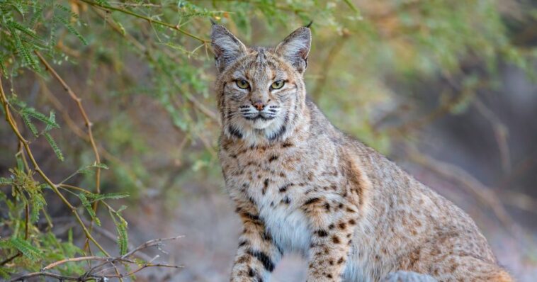 arizona-man-shoots-rabid-bobcat-after-it-mauls-his-dog,-charges-his-wife