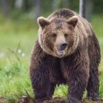 6-people-killed-by-bears-in-russia-in-one-month-as-siberian-town-finds-itself-‘under-siege’