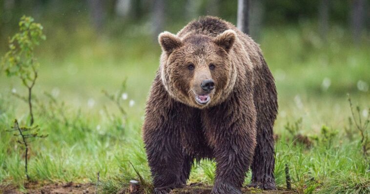6-people-killed-by-bears-in-russia-in-one-month-as-siberian-town-finds-itself-‘under-siege’