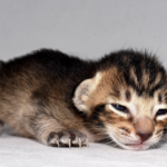 kittens-need-homes-but-adoption-center-cares-more-about-politics-than-saving-them-bans-‘maga’-adopters