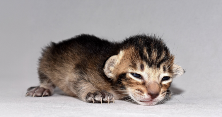 kittens-need-homes-but-adoption-center-cares-more-about-politics-than-saving-them-bans-‘maga’-adopters