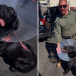 police-k-9-bloodied-after-sinister-felon-bites-off-part-of-its-ear-during-dangerous-takedown