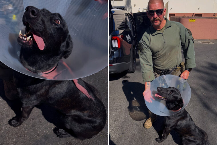 police-k-9-bloodied-after-sinister-felon-bites-off-part-of-its-ear-during-dangerous-takedown
