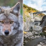 woman-bitten-by-possibly-rabid-coyote-on-westchester-hiking-trail