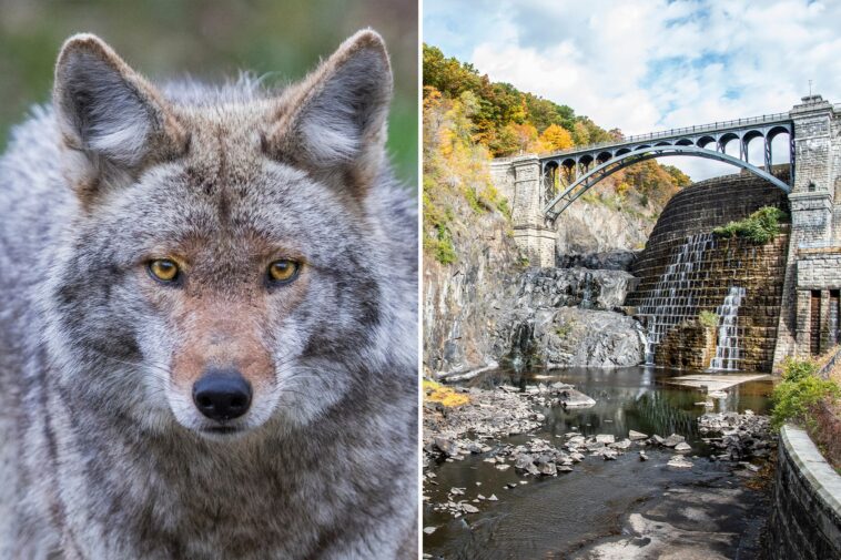 woman-bitten-by-possibly-rabid-coyote-on-westchester-hiking-trail