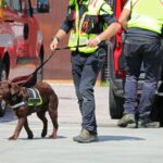watch:-police-k-9-limps-out-hospital-to-a-round-of-applause-after-surgery-for-a-catastrophic-on-duty-injury
