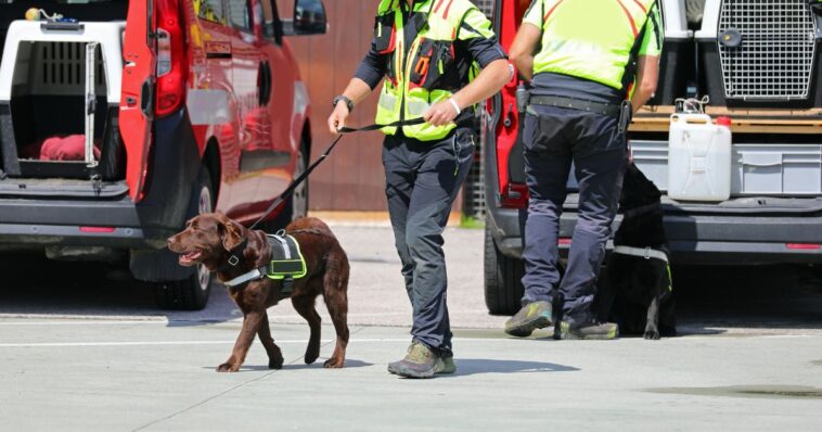watch:-police-k-9-limps-out-hospital-to-a-round-of-applause-after-surgery-for-a-catastrophic-on-duty-injury