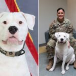 deaf-dog-surrendered-as-puppy-to-now-preparing-to-deploy-with-national-guard