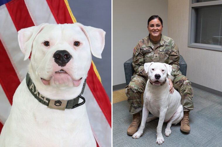 deaf-dog-surrendered-as-puppy-to-now-preparing-to-deploy-with-national-guard