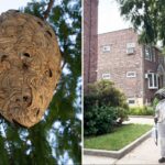 ‘superhero’-exterminator-voluntarily-rids-nyc-block-of-massive-hornets-nest-after-lazy-officials-refused