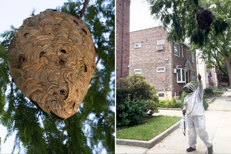 ‘superhero’-exterminator-voluntarily-rids-nyc-block-of-massive-hornets-nest-after-lazy-officials-refused