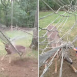 wild-moment-long-island-deer-has-to-be-rescued-after-getting-antlers-caught-in-hammock