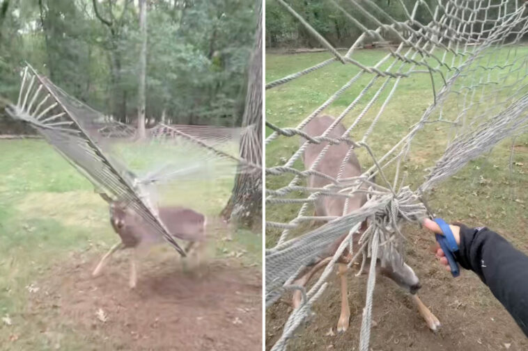 wild-moment-long-island-deer-has-to-be-rescued-after-getting-antlers-caught-in-hammock