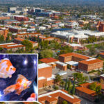 arizona-frat-suspended-for-force-feeding-pledges-goldfish:-report