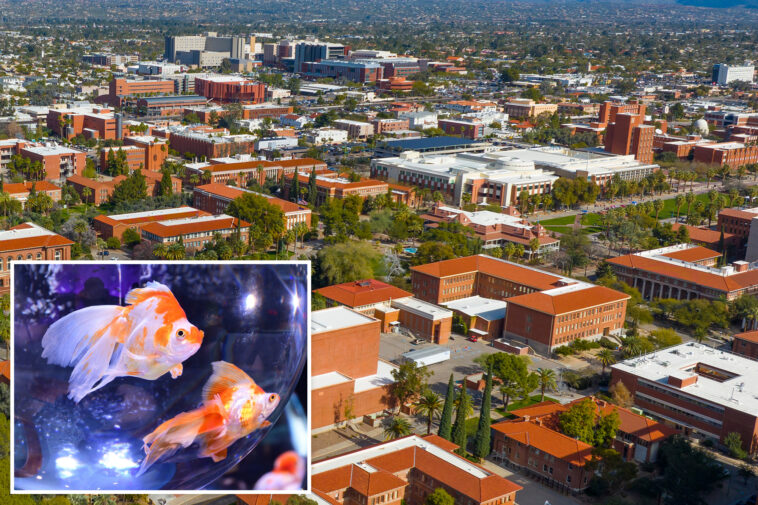 arizona-frat-suspended-for-force-feeding-pledges-goldfish:-report