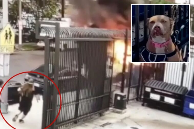 hero-stranger-rescues-helpless-dog-chained-to-skid-row-van-after-it’s-set-on-fire