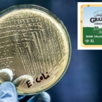 e.-coli-outbreak-tied-to-raw-milk-cheese-hits-california-with-multiple-cases