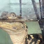 federal-agents-seize-110lbs-of-drugs,-baby-alligator,-gold-plated-gun-at-luxury-la.-‘stash-house’