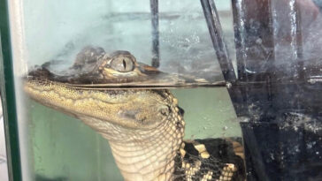 federal-agents-seize-110lbs-of-drugs,-baby-alligator,-gold-plated-gun-at-luxury-la.-‘stash-house’