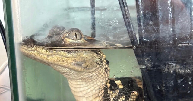 federal-agents-seize-110lbs-of-drugs,-baby-alligator,-gold-plated-gun-at-luxury-la.-‘stash-house’
